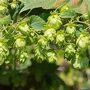 Humulus lupulus 80 cm rozenpot 2L