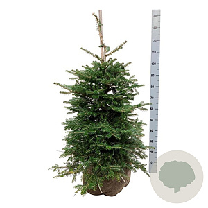 Abies koreana 80-100 cm met kluit extra
