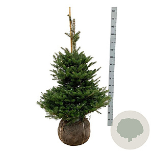 Abies koreana 100-125 cm met kluit extra