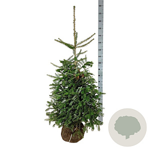 Abies koreana 125-150 cm met kluit extra