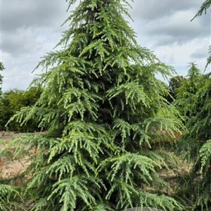 Cedrus deodara 275-300 cm draadkluit