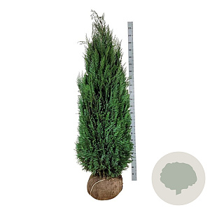 Chamaecyparis l. 'Columnaris' 180-200 cm met kluit extra