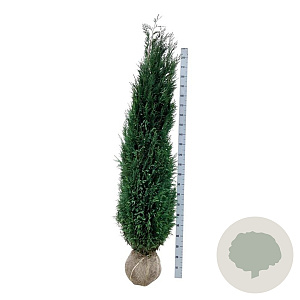 Chamaecyparis l. 'Columnaris' 200-225 cm met kluit extra