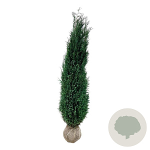 Chamaecyparis l. 'Columnaris' 200-225 cm met kluit extra