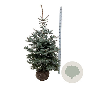 Picea pungens 'Edith' 150-175 cm met kluit extra