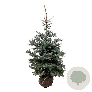 Picea pungens 'Edith' 150-175 cm met kluit extra