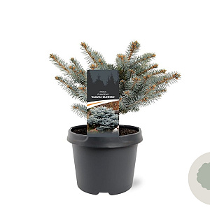 Picea pungens 'Glauca Globosa' 20-25 cm 3,0L