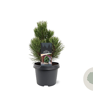 Pinus heldreichii 'Compact Gem' 25-30 cm 3,5L