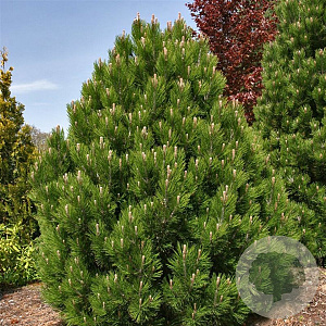 Pinus heldreichii 'Compact Gem' 25-30 cm 3,5L