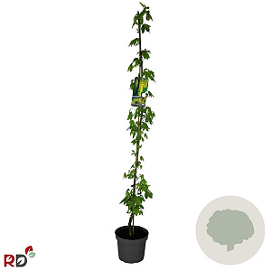 Laburnum wat. 'Vossii' 150-175 cm 5,0L met stok