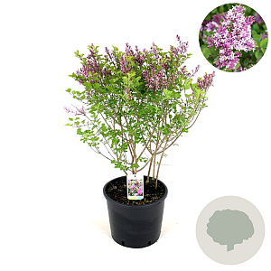 Syringa meyeri 'Palibin' 60-80 cm 12L