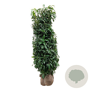 Prunus l. Genolia 175-200 cm met kluit extra