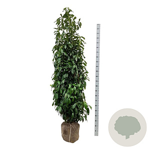 Prunus l. Genolia 200-225 cm met kluit extra