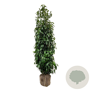 Prunus l. Genolia 200-225 cm met kluit extra