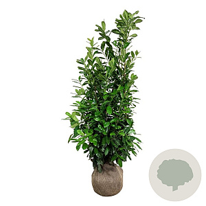 Prunus l. 'Novita' 175-200 cm met kluit extra