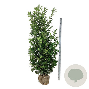 Prunus l. 'Novita' 200-225 cm met kluit extra