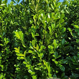 Prunus I. 'Rotundifolia' 225 cm draadkluit extra