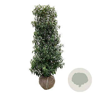 Prunus lusitanica 'Angustifolia' 150-175 cm met kluit extra