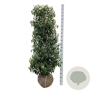 Prunus lusitanica 'Angustifolia' 150-175 cm met kluit extra