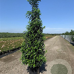 Prunus lusitanica 'Angustifolia' 175-200 cm 20L