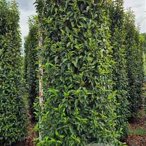 Prunus lusitanica 'Angustifolia' 275-300 cm draadkluit