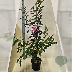 Prunus ser. 'Kanzan' 100-125 cm 10L meerstammig