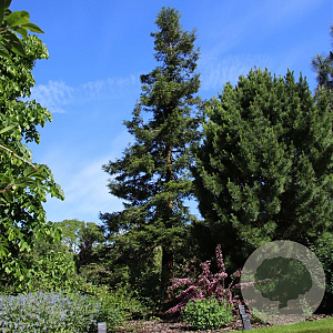 Sequoia sempervirens 100-125 cm 5,0L