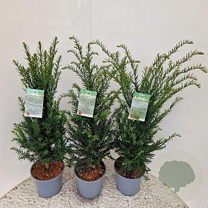 Taxus baccata 70-80 cm 4,0L