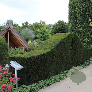 Taxus baccata 100-125 cm 7,5L
