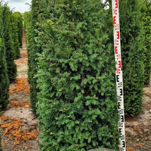 Taxus baccata 175-200 cm draadkluit extra