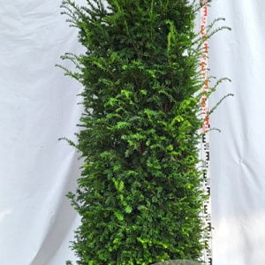 Taxus baccata 175-200 cm draadkluit extra