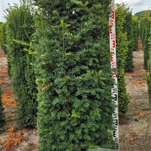 Taxus baccata 175-200 cm draadkluit extra
