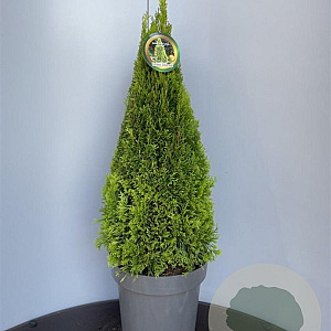 Thuja occ. Golden Smaragd 140-160 cm met kluit extra
