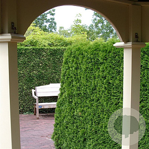 Thuja occ. 'Smaragd' 100-125 cm 7,5L