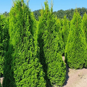 Thuja occ. 'Smaragd' 225-250 cm draadkluit extra