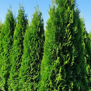 Thuja occ. 'Smaragd' 225-250 cm draadkluit extra