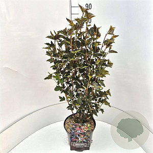 Physocarpus opulif. 'Red Baron' 60-80 cm 10L