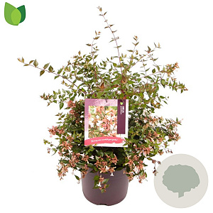 Abelia grandiflora 40-50 cm 7,5L