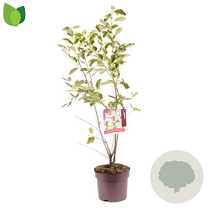 Amelanchier lamarckii 125-150 cm 10L