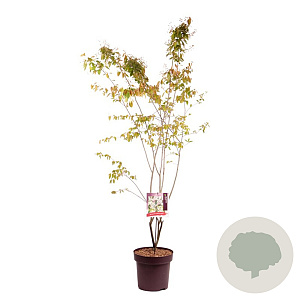 Amelanchier lamarckii 150-175 cm 13L
