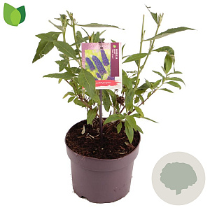Buddleja d. 'Black Knight' 25-30 cm 3,0L