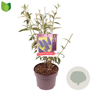 Buddleja d. 'Black Knight' 60-80 cm 5,0L