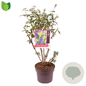Buddleja d. 'Empire Blue' 60-80 cm 5,0L
