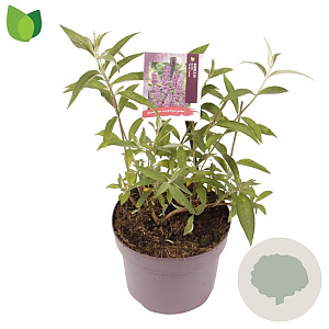 Buddleja d. 'Ile de France' 25-30 cm 3,0L
