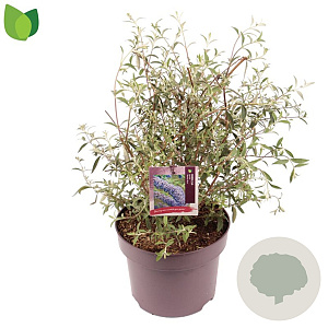 Buddleja d. 'Nanho Blue' 50-60 cm 5,0L