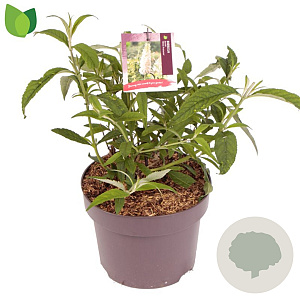 Buddleja d. 'White Profusion' 25-30 cm 3,0L