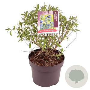 Caryopteris cland. 'Heavenly Blue' 30-40 cm 5,0L