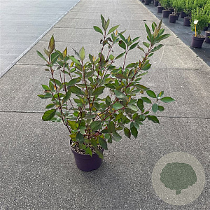 Cornus alba Nightfall 100-120 cm 7,5L