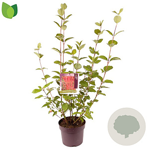 Cornus alba 'Sibirica' 80-100 cm 7,5L