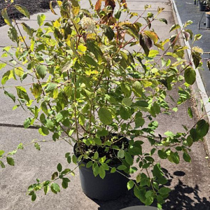 Cornus sang. 'Midwinter Fire' 60-80 cm 10L